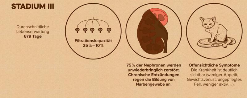 Schema: Stadium 3 einer Nierenerkrankung bei Katzen